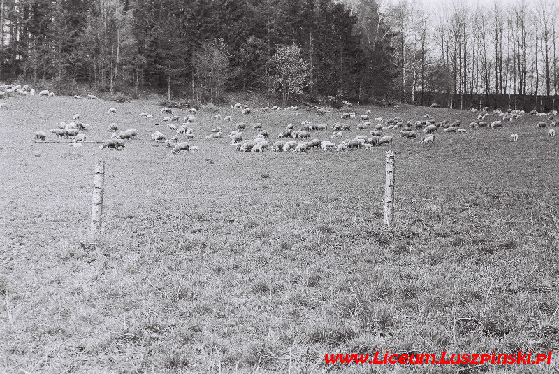 www.Liceum.Luszpinski.pl_1978-1982_0190