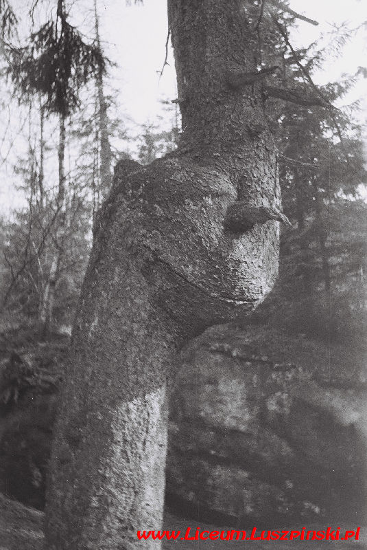 www.Liceum.Luszpinski.pl_1978-1982_0311