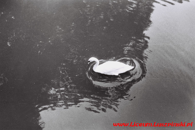 www.Liceum.Luszpinski.pl_1978-1982_0373