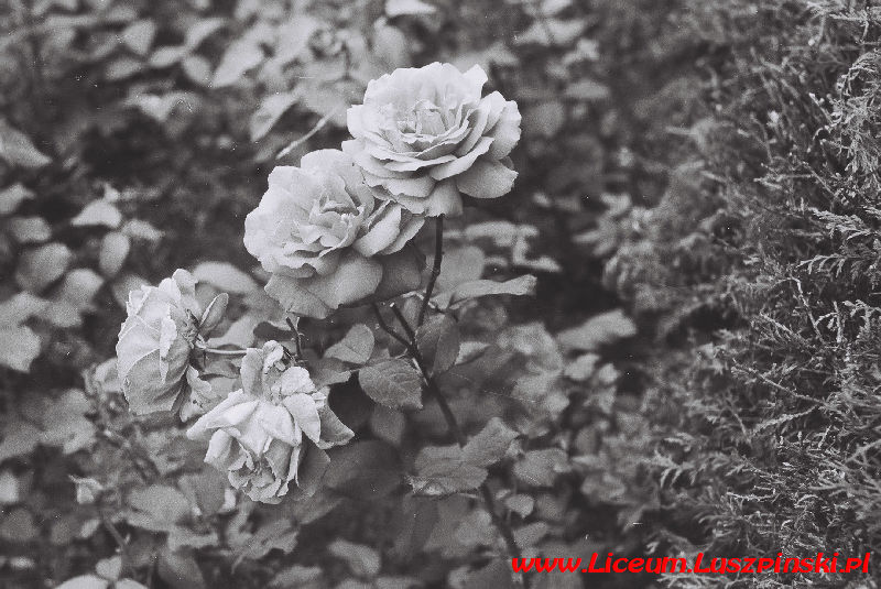 www.Liceum.Luszpinski.pl_1978-1982_0379
