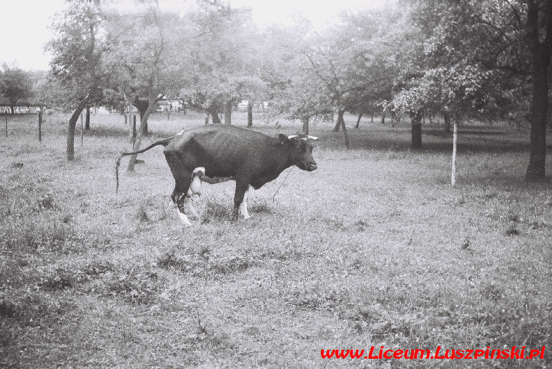 www.Liceum.Luszpinski.pl_1978-1982_0478