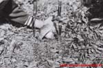 www.Liceum.Luszpinski.pl_1978-1982_0447