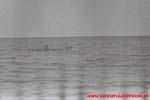 www.Liceum.Luszpinski.pl_1978-1982_1006